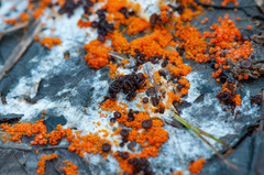 Pseudombrophila guldeniae