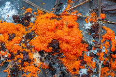 Pseudombrophila guldeniae