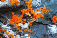 Pseudombrophila guldeniae