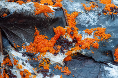 Pseudombrophila guldeniae