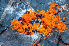 Pseudombrophila guldeniae