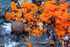 Pseudombrophila guldeniae