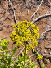 Astydamia latifolia image