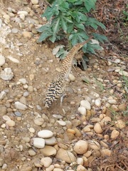 Tigrisoma
