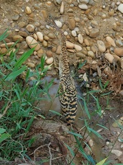Tigrisoma
