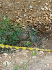 Tigrisoma