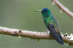 Saucerottia cyanifrons