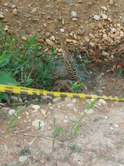 Tigrisoma