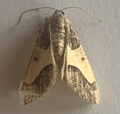 Frederickia hypaethrata