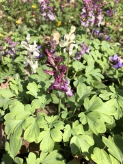 Corydalis cava