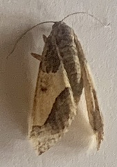 Frederickia hypaethrata