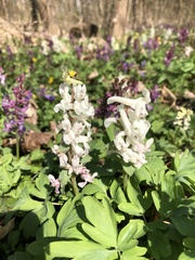 Corydalis cava