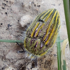 Julodis andreae sulcata