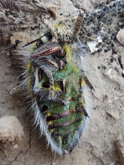 Julodis andreae sulcata