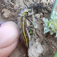 Julodis andreae sulcata