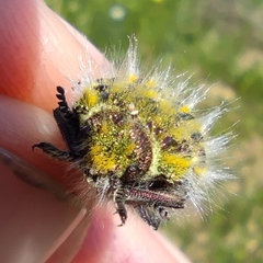 Julodis andreae sulcata