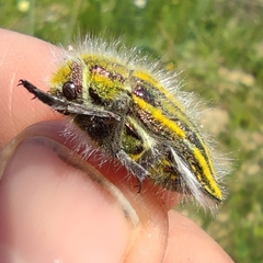 Julodis andreae sulcata