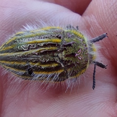 Julodis andreae sulcata