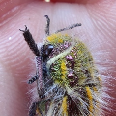 Julodis andreae sulcata