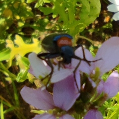 Alosimus syriacus syriacus
