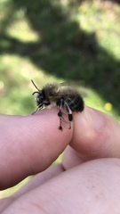 Anthophora plumipes