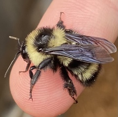 Bombus brasiliensis
