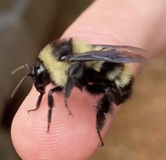 Bombus brasiliensis
