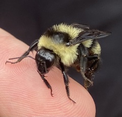 Bombus brasiliensis