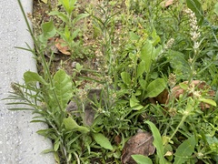 Gamochaeta calviceps