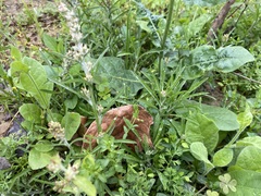 Gamochaeta calviceps