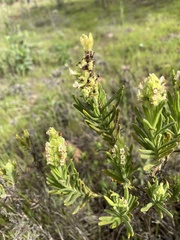 Lavandula viridis