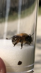 Anthophora plumipes