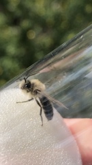 Colletes cunicularius