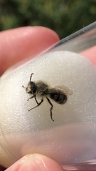 Colletes cunicularius