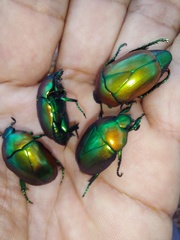 Macraspis chrysis