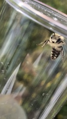 Colletes cunicularius