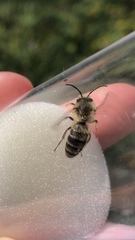 Colletes cunicularius
