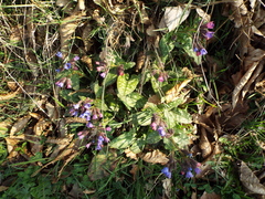 Pulmonaria affinis