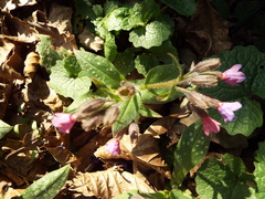 Pulmonaria affinis