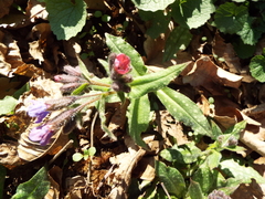 Pulmonaria affinis