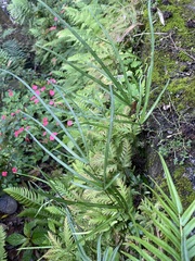 Pteris ryukyuensis
