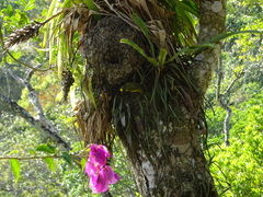 Euphonia laniirostris