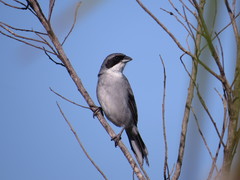 Neothraupis fasciata