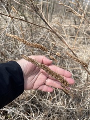Veronicastrum virginicum