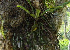 Euphonia laniirostris