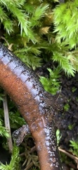 Plethodon larselli