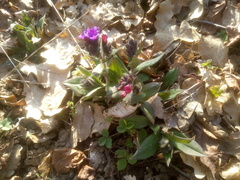 Pulmonaria affinis