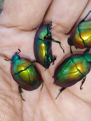 Macraspis chrysis