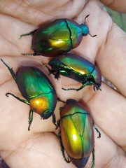 Macraspis chrysis