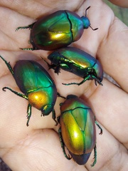 Macraspis chrysis